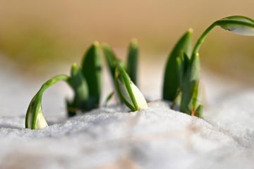 Подснежники пробиваются из снега