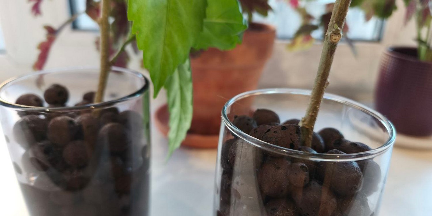 растения в стеклянных контейнерах с керамзитом