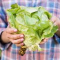 Женщина в клетчатой рубашке держит в руках свежий салат