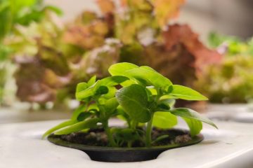 маленькое растение в горшке на гидропонной установке