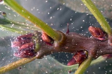 паутинный клещ на смородине