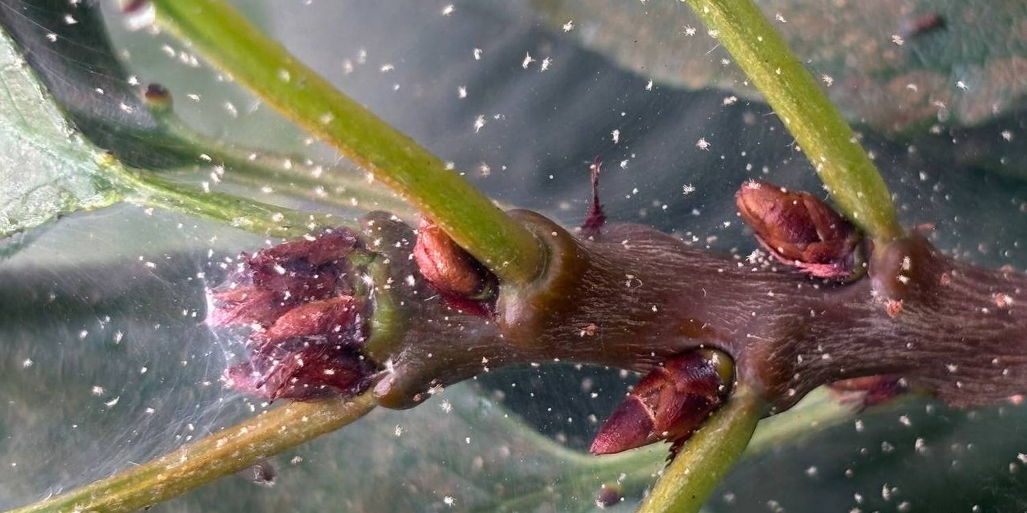 паутинный клещ на смородине