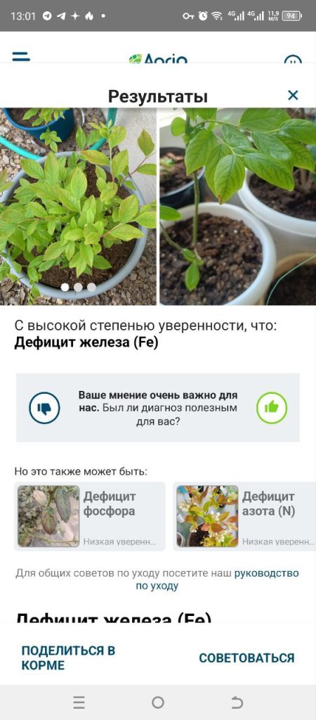 Скриншот приложения для распознавания растений