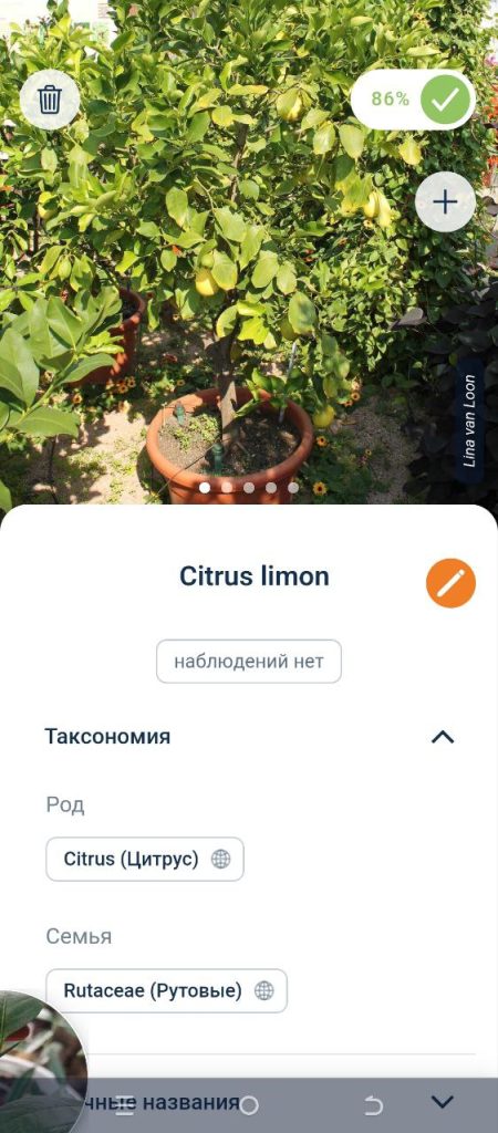 Скриншот приложения для распознавания растений