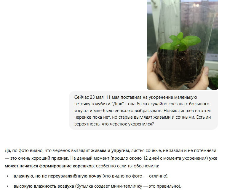 Советы ChatGPT по уходу за растениями