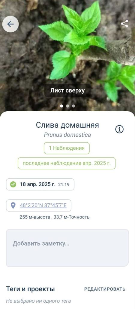 Скриншот приложения для распознавания растений