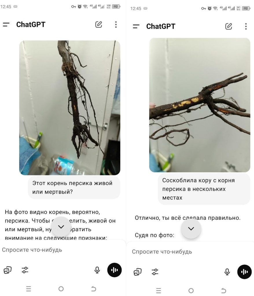 Советы ChatGPT по уходу за растениями