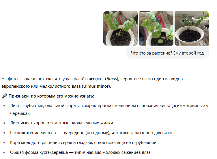 Советы ChatGPT по уходу за растениями