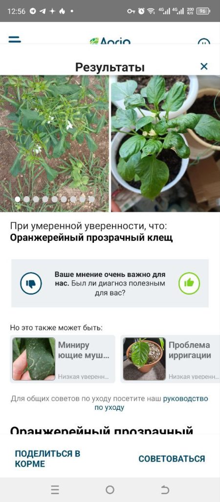 Скриншот приложения для распознавания растений