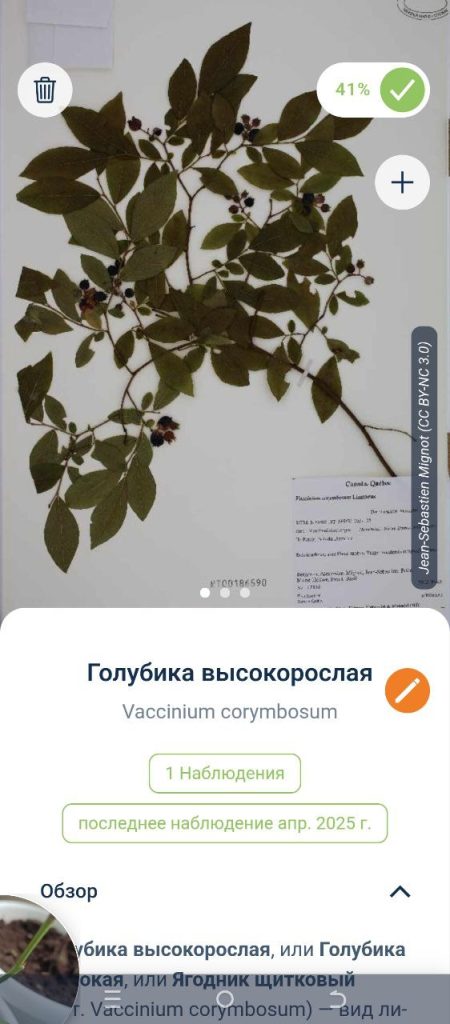 Скриншот приложения для распознавания растений
