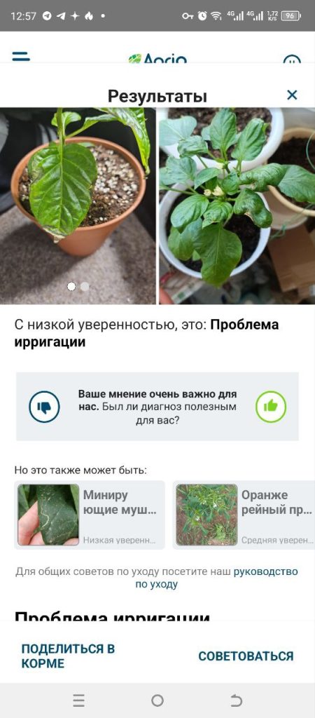 Скриншот приложения для распознавания растений