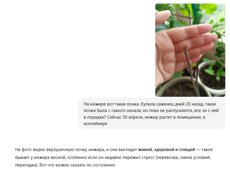 Советы ChatGPT по уходу за растениями