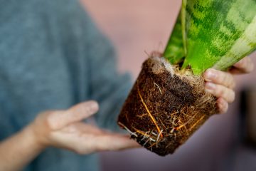 руки держат растение с открытыми корнями