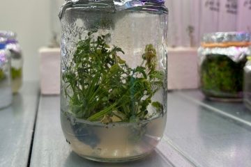 На столе стоят банки с клонами растений