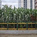 Кукуруза растёт внутри кольцевой развязки посреди города