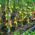 Молодой человек позирует рядом с кустами томата, богато увешанными помидорами