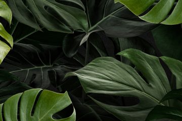 Резные листья монстеры