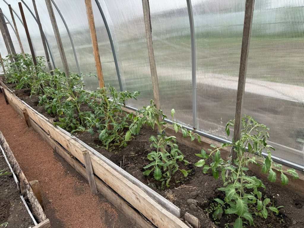 Помидоры растут в теплице