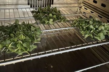 Три кучки микрозелени брокколи лежат на решетке в духовке