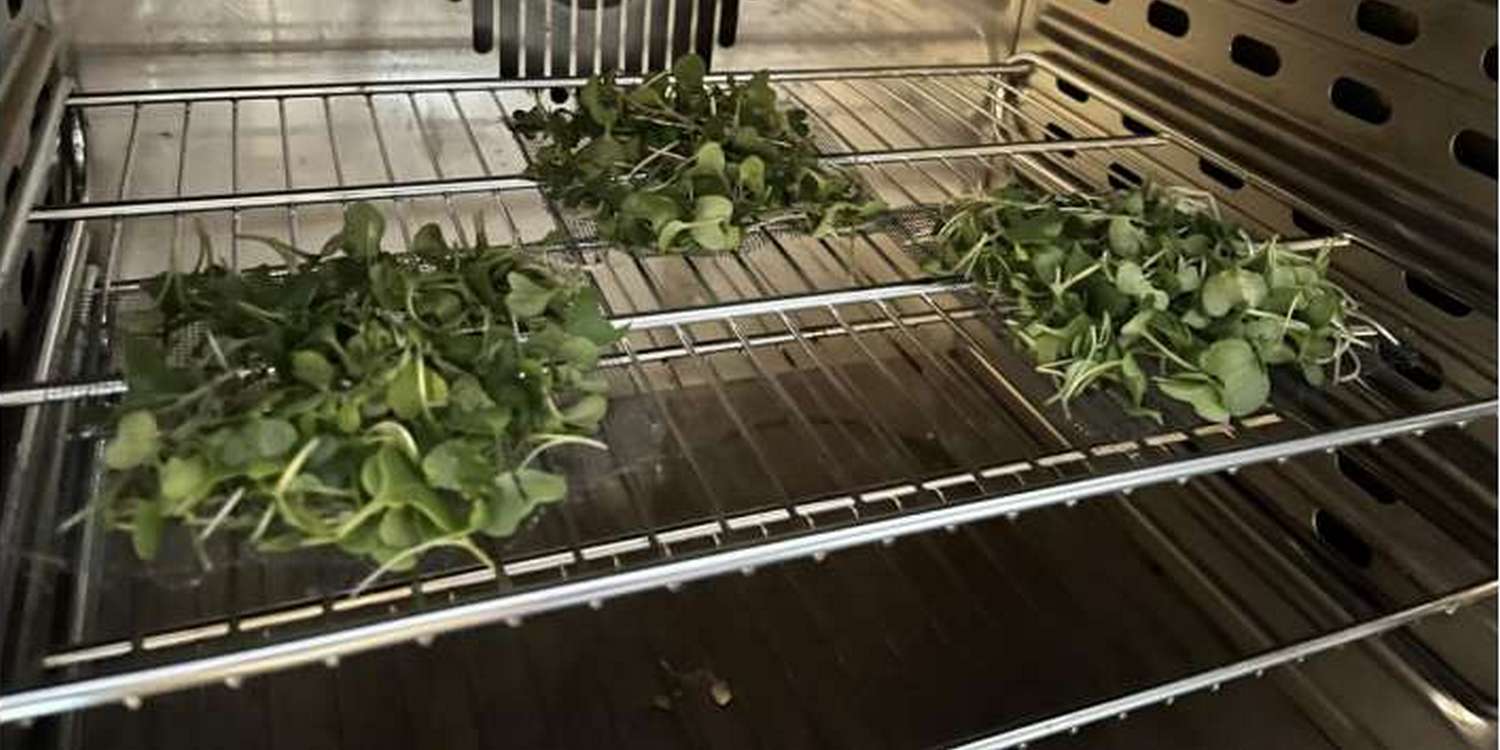 Три кучки микрозелени брокколи лежат на решетке в духовке