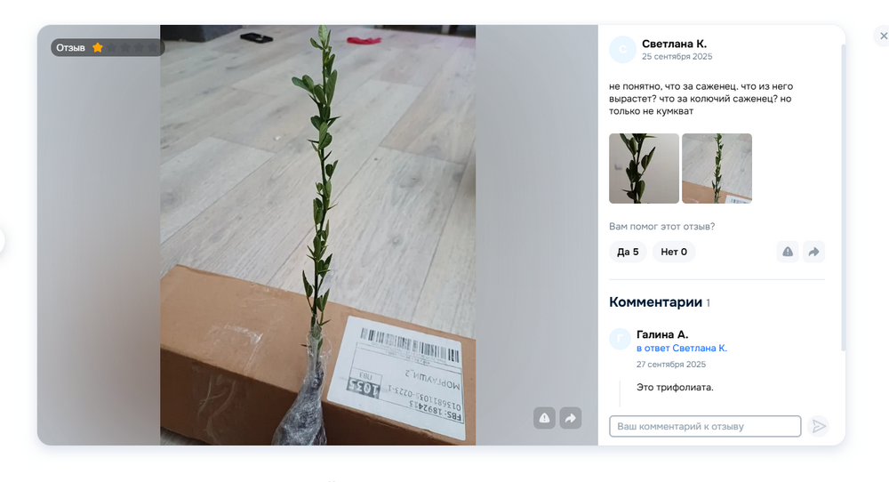 Скриншот отзыва о саженце 