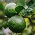 Два зелёных плода бергамота с капельками воды висят на ветке