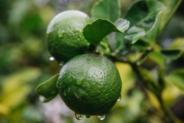 Два зелёных плода бергамота с капельками воды висят на ветке