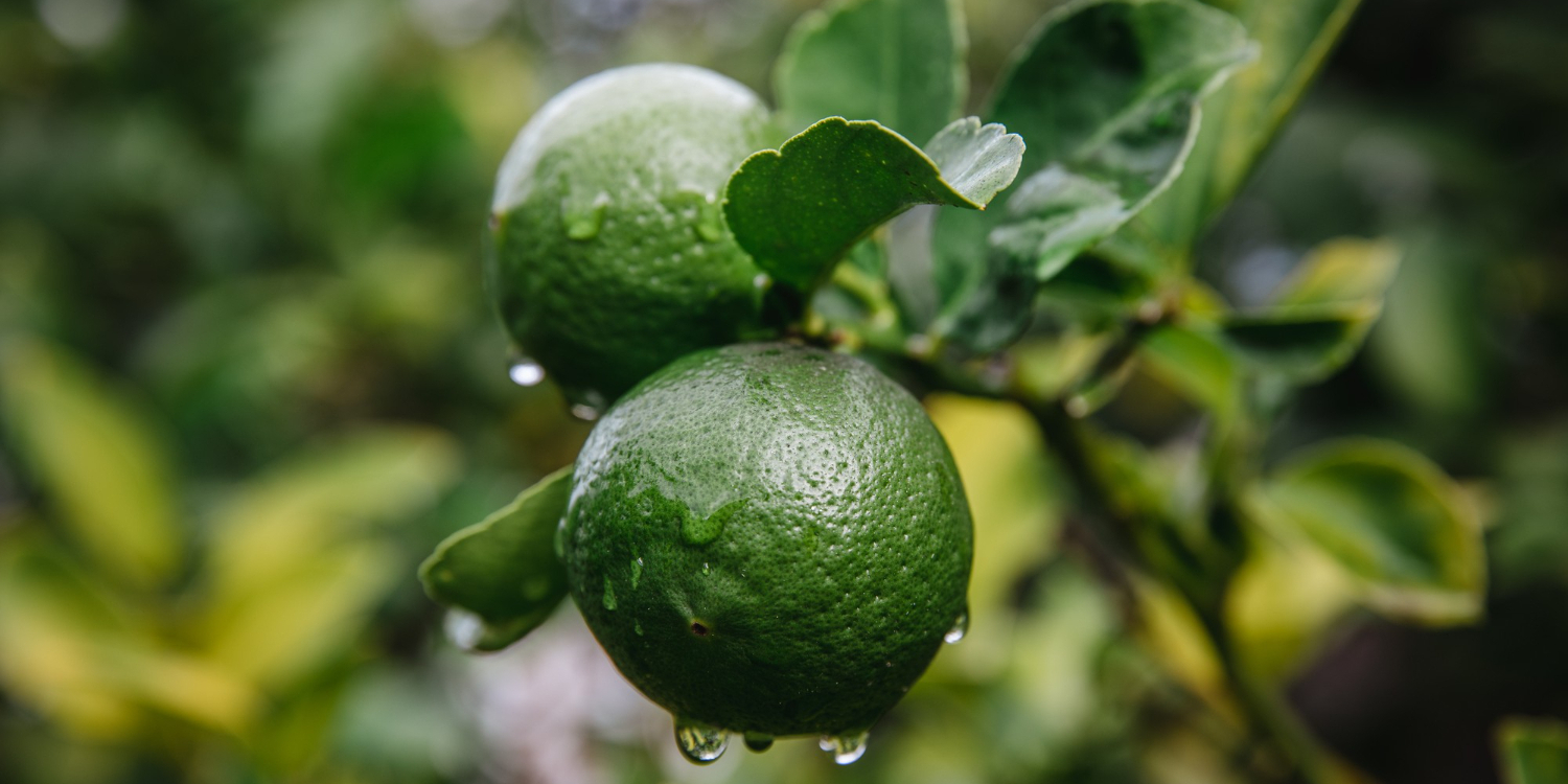 Два зелёных плода бергамота с капельками воды висят на ветке