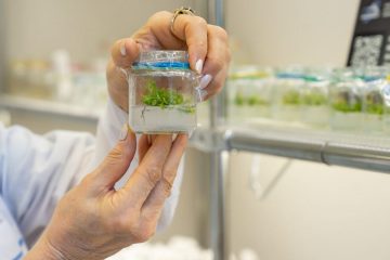Женщина держит в руках пробирку с растением чая. На стеллаже стоит много пробирок с растениями in vitro
