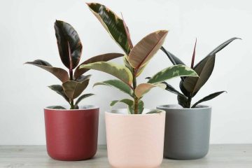 Три фикуса робуста в горшках стоят на полу