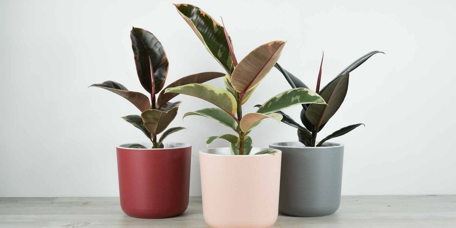 Три фикуса робуста в горшках стоят на полу