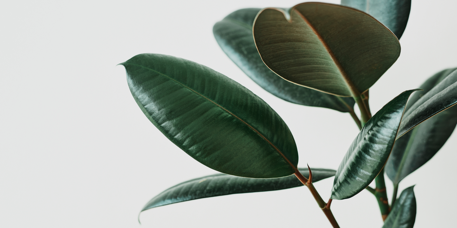 темно-зеленые листья фикуса на светлом фоне