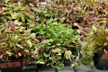 Молодые растения кисличника двустолбчатого