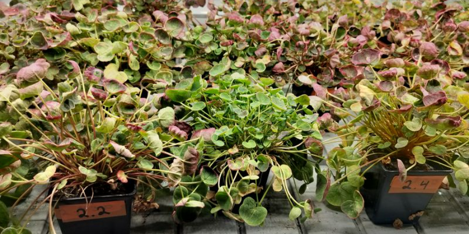 Молодые растения кисличника двустолбчатого