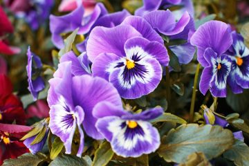 Фиолетовые и пурпурные фиалки