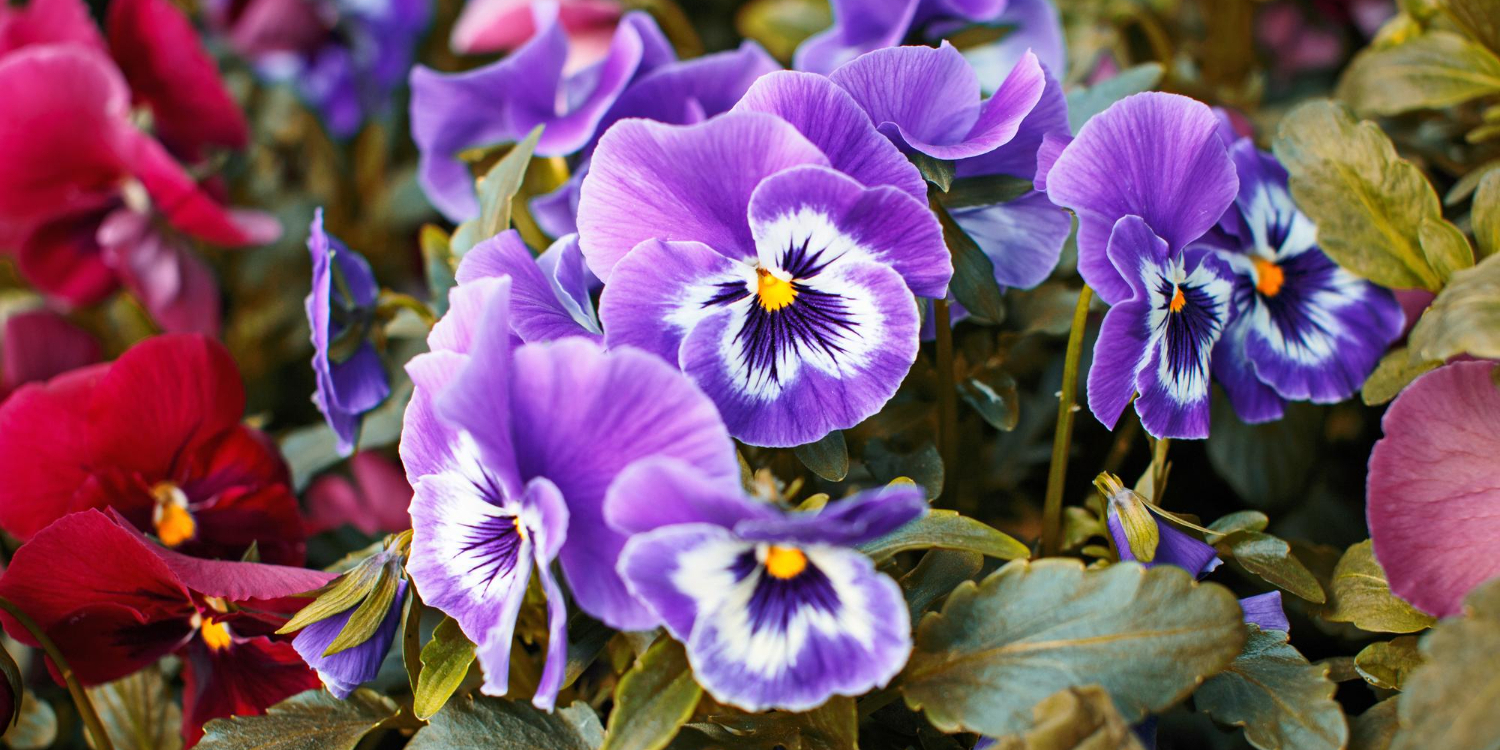 Фиолетовые и пурпурные фиалки