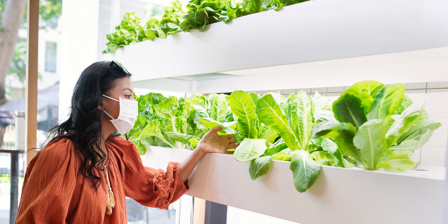 Женщина в медицинской маске рассматривает и трогает салат, растущий в гидропонной установке