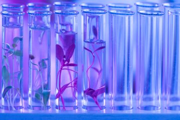 Много стеклянных пробирок. В некоторых из них находятся растения