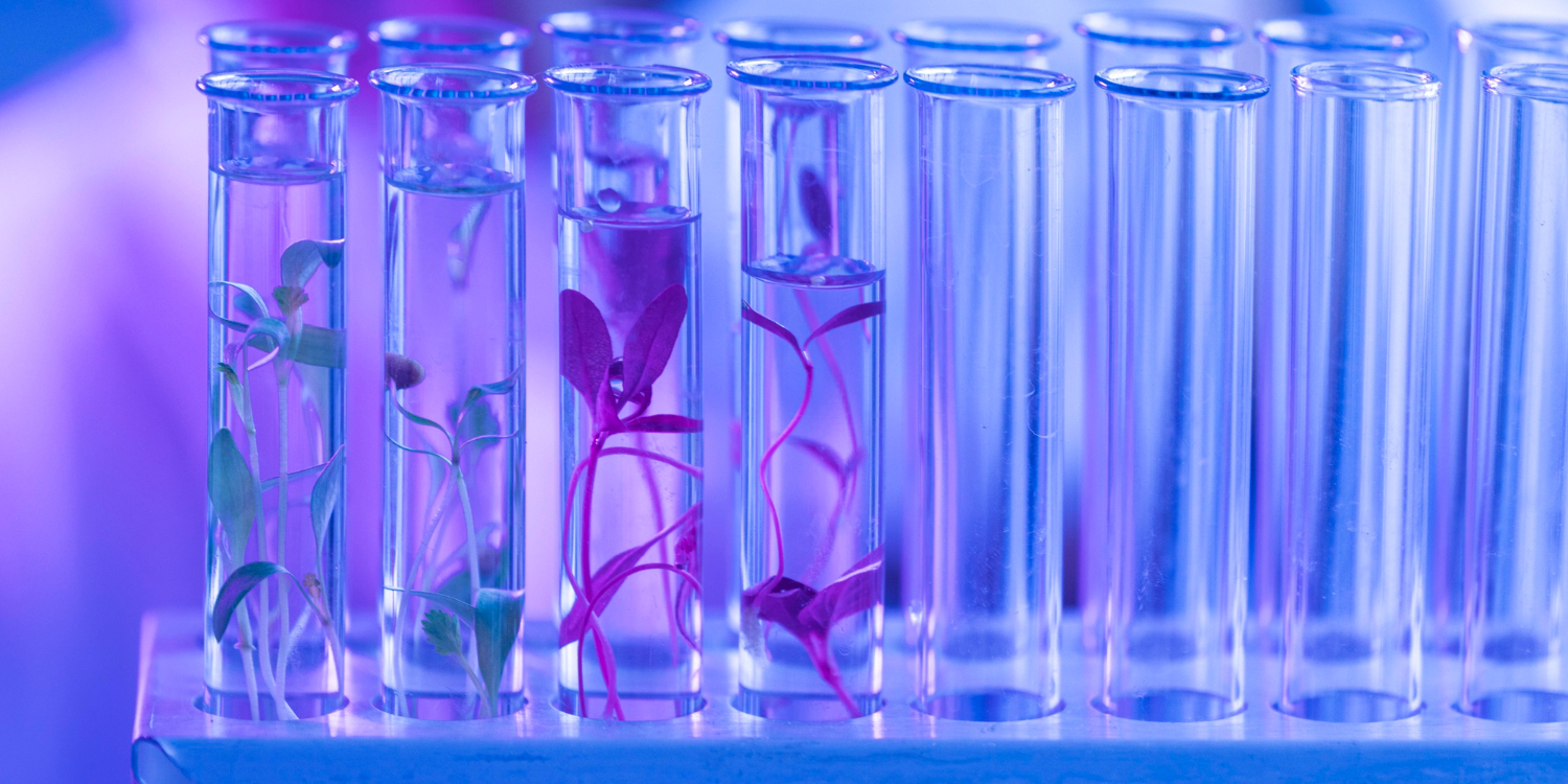 Много стеклянных пробирок. В некоторых из них находятся растения