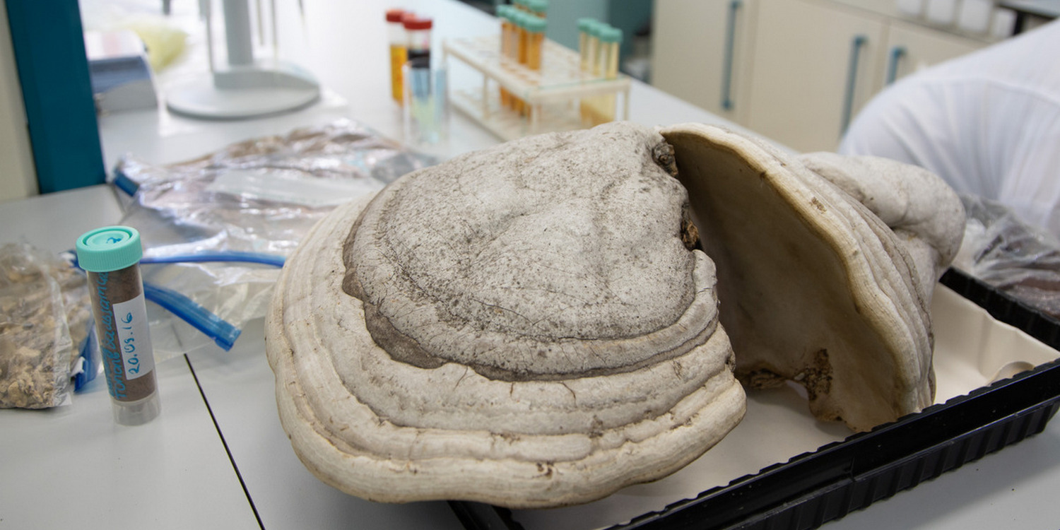 На лабораторном столе стоят пробирки с жидкостями разных цветов и лежит большой трутовый гриб