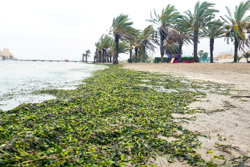 Пляж. Вдалеке растут пальмы. А берег и мелководье покрыто водорослями