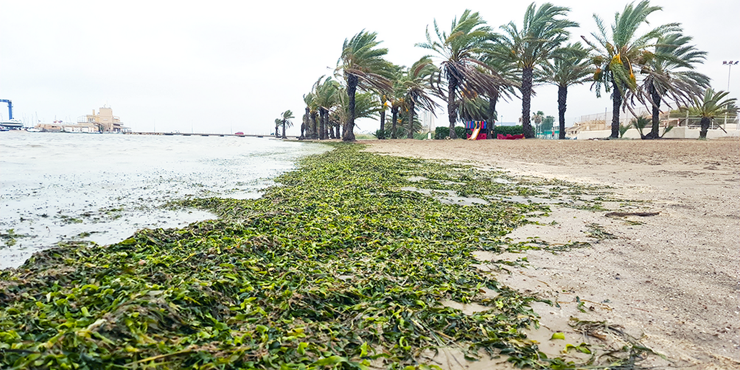 Пляж. Вдалеке растут пальмы. А берег и мелководье покрыто водорослями