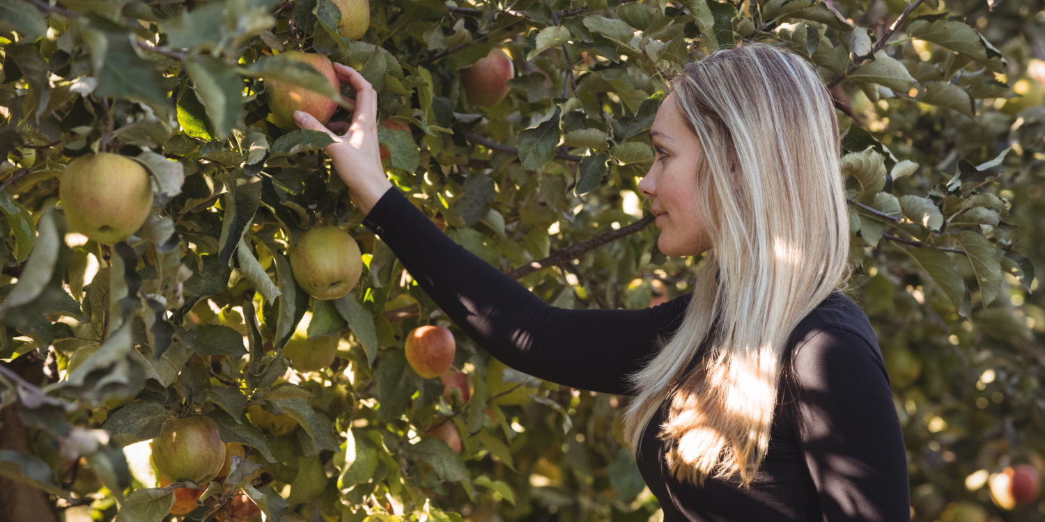 Девушка в чёрной водолазке срывает яблоко с яблони