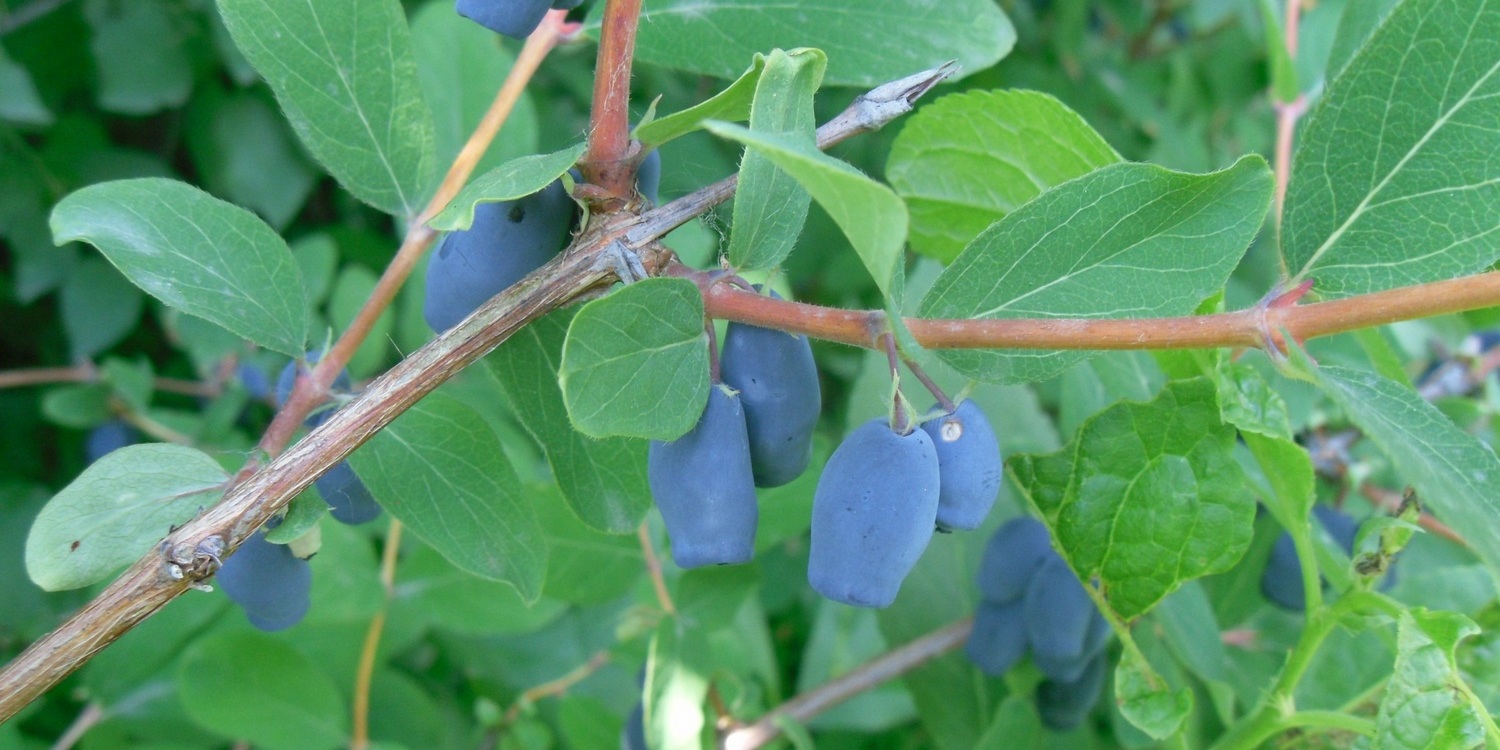 Спелые ягоды жимолости висят на ветке