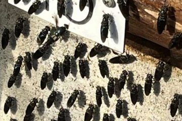 Взрослые особи черной львинки греются на солнце