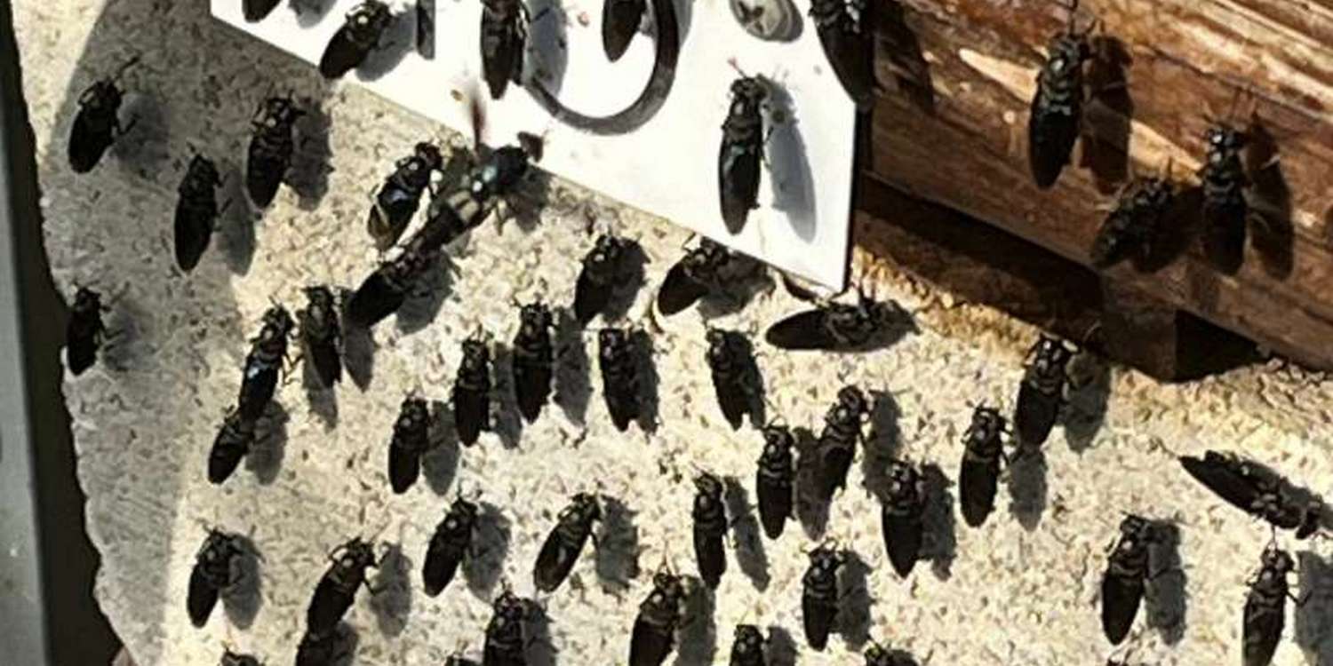 Взрослые особи черной львинки греются на солнце