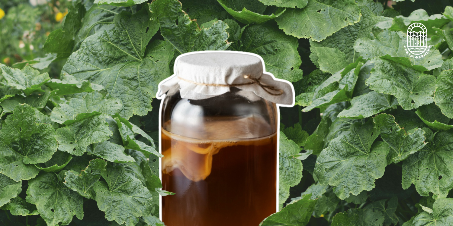 Стеклянная банка с чайным грибом стоит в зарослях лопуха