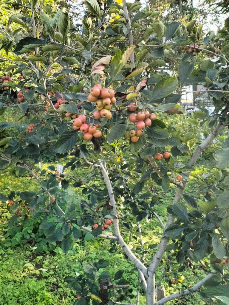 Яблоня