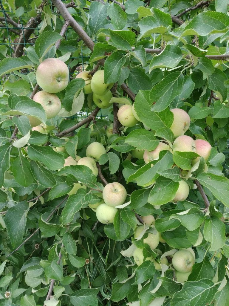 Яблоня