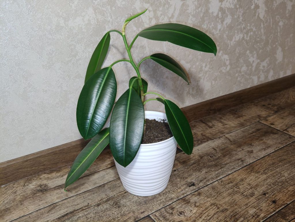 Фикус в горшке стоит на полу